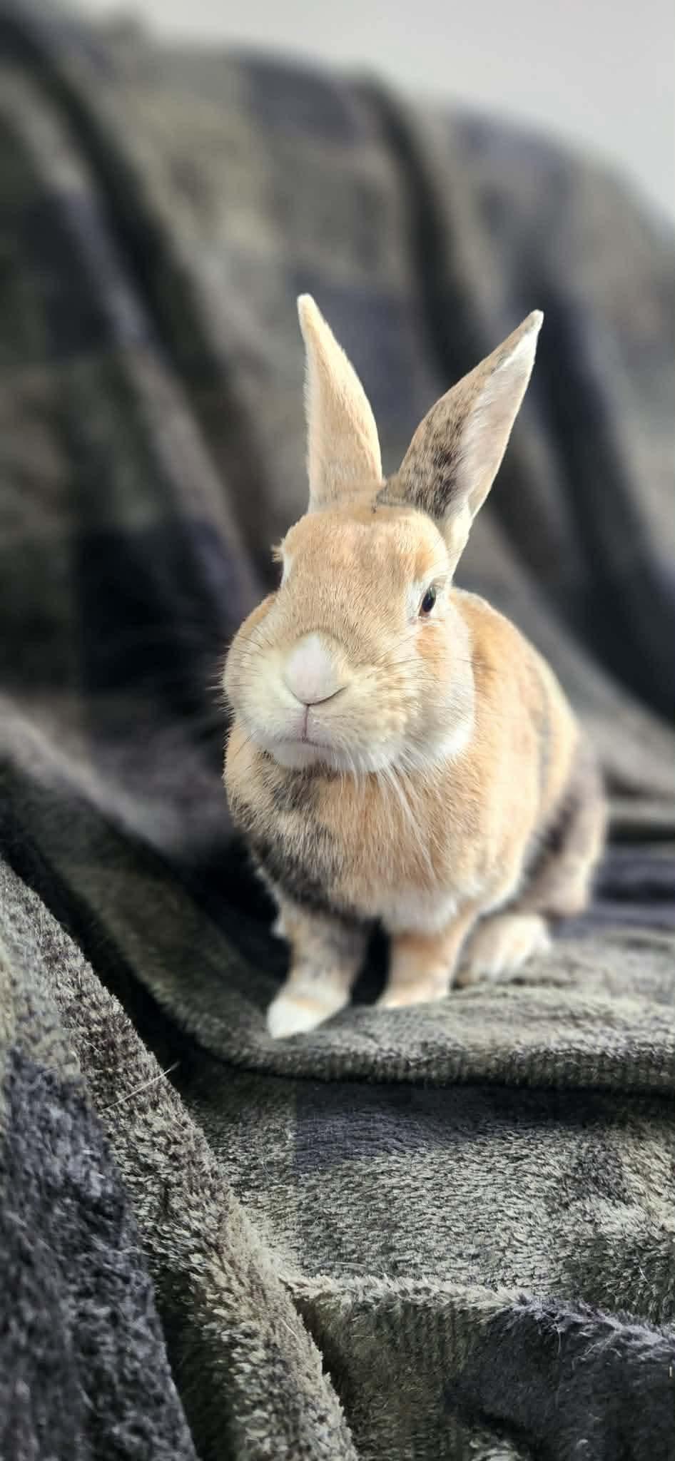 Cinnamon Toast Crunch, adopted, Young Male Bunny Rabbit.