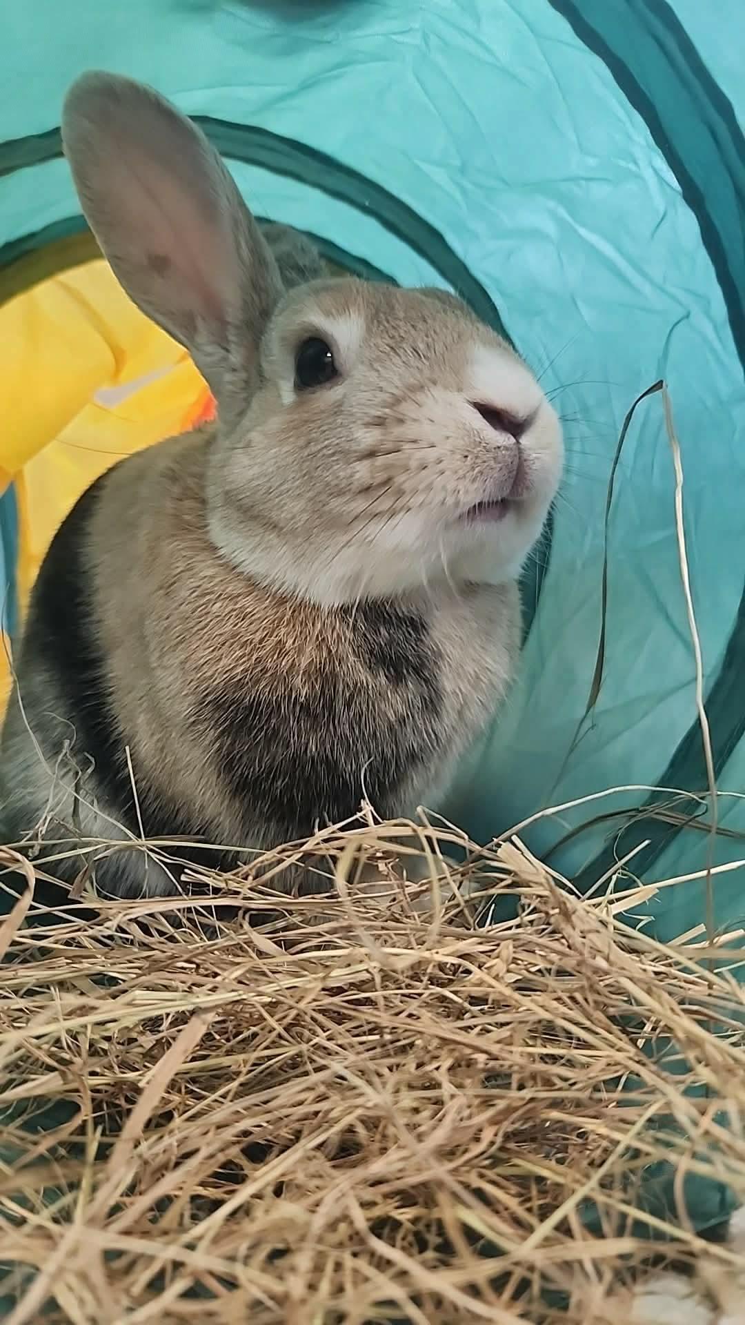 Cinnamon Toast Crunch, an adopted Bunny Rabbit in Portland, ME image 4/6
