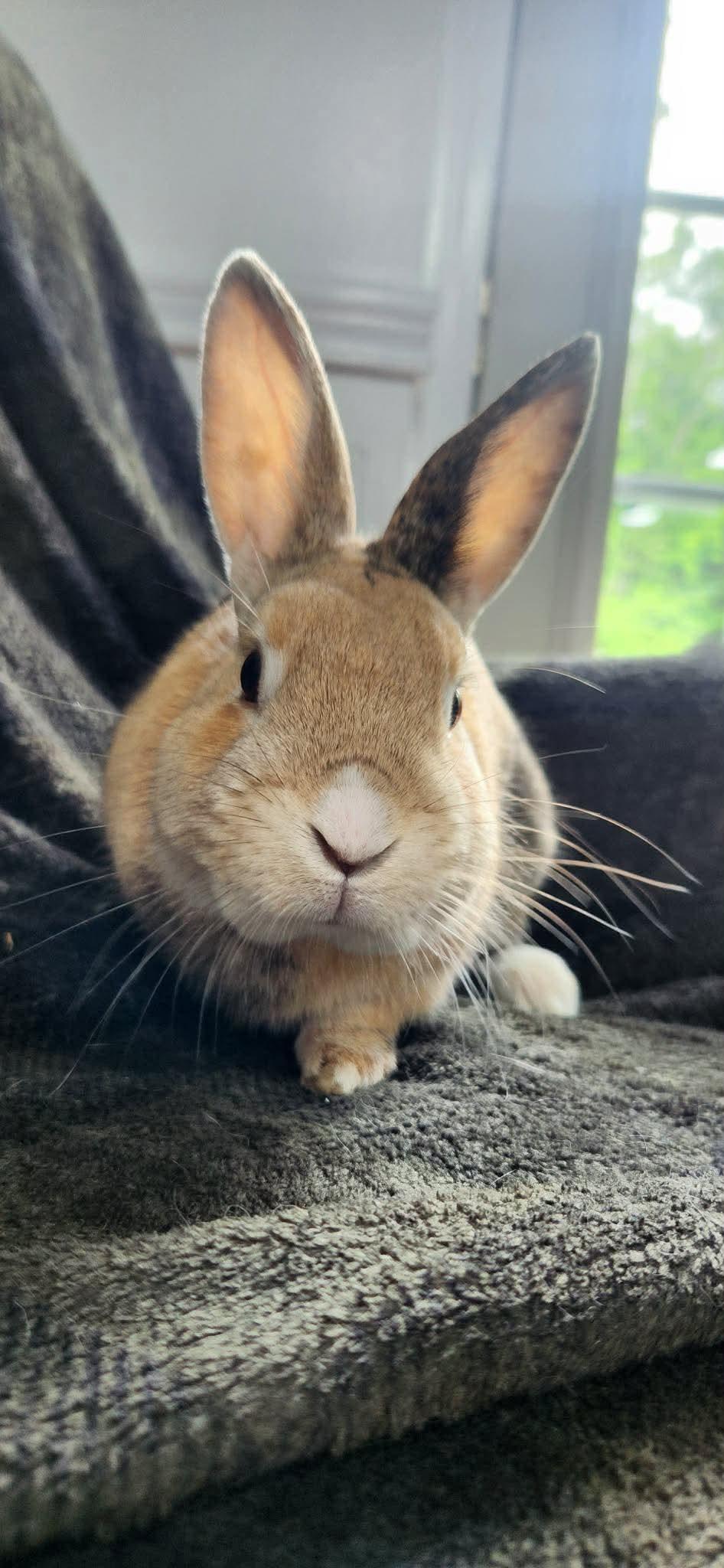 Cinnamon Toast Crunch, an adopted Bunny Rabbit in Portland, ME image 3/6