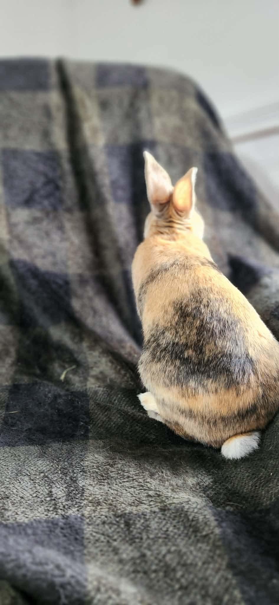 Cinnamon Toast Crunch, an adopted Bunny Rabbit in Portland, ME image 2/6