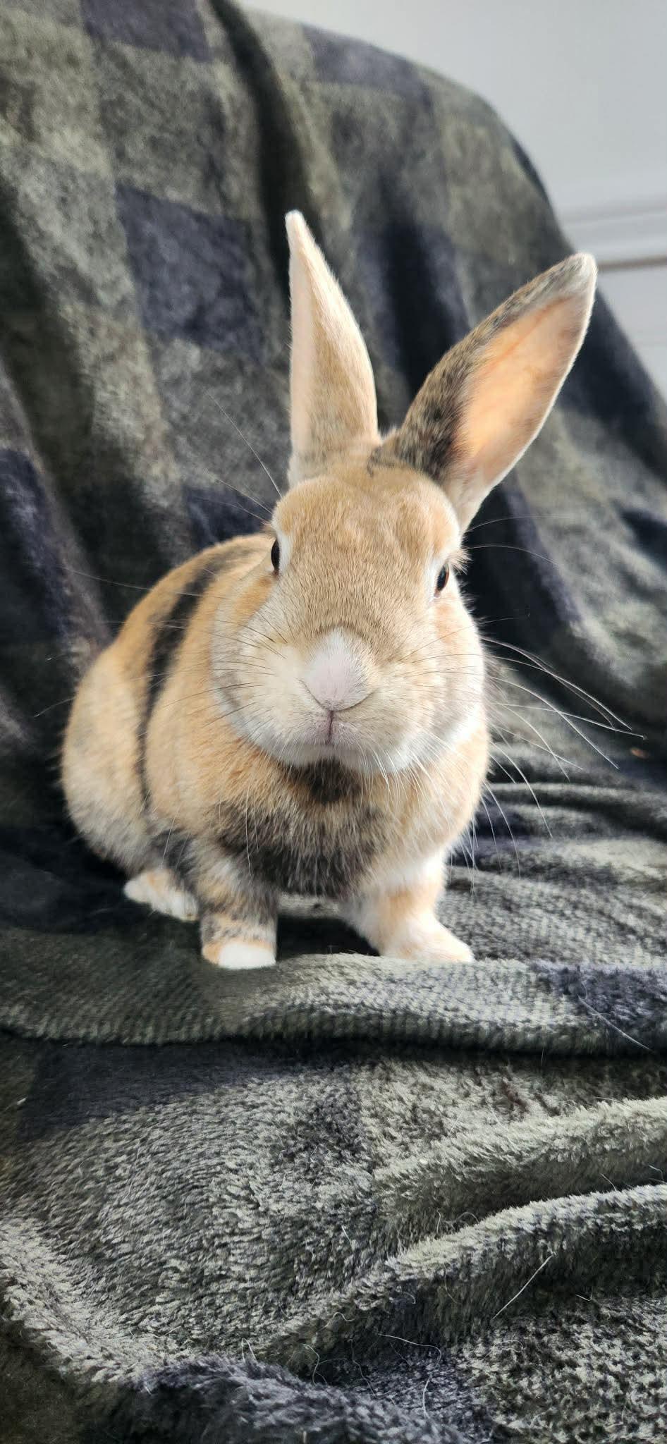 Cinnamon Toast Crunch, an adopted Bunny Rabbit in Portland, ME image 5/6