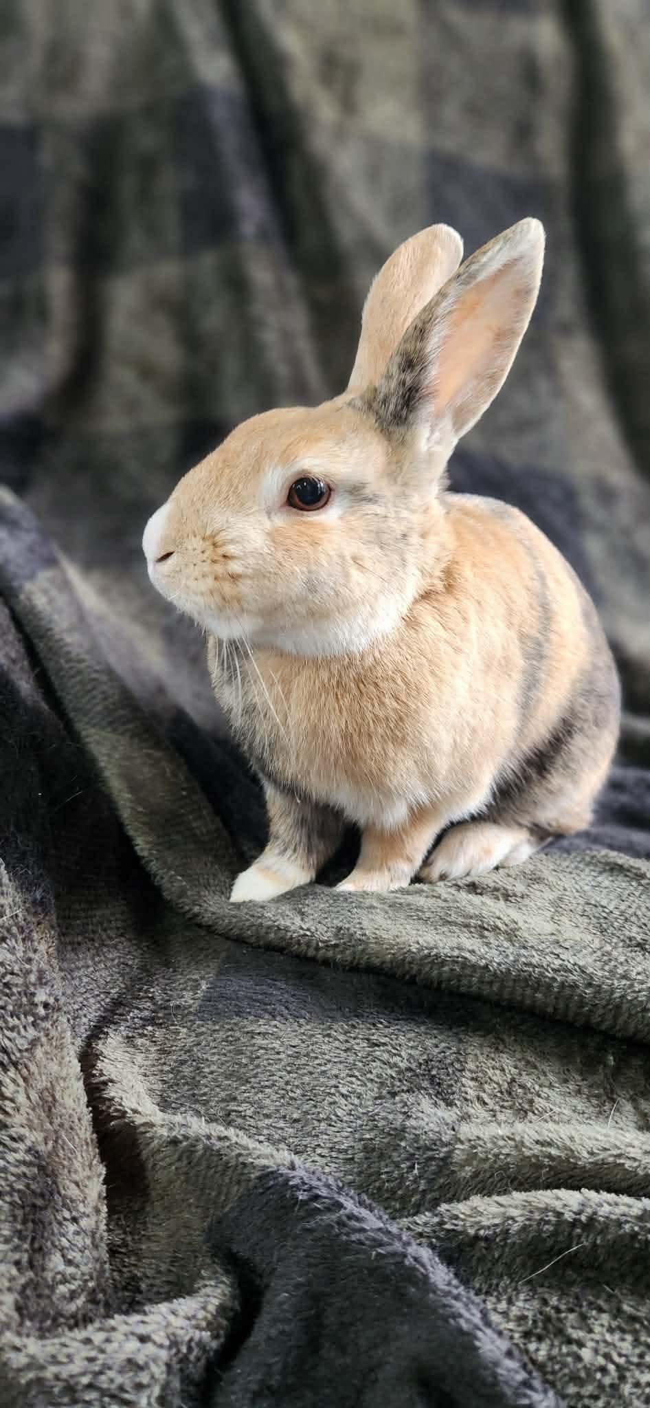 Cinnamon Toast Crunch, an adopted Bunny Rabbit in Portland, ME image 6/6