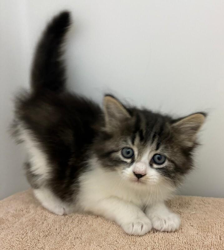 Enlarge Glinda, a Adoptable Domestic Long Hair in Katy, TX image 2/2