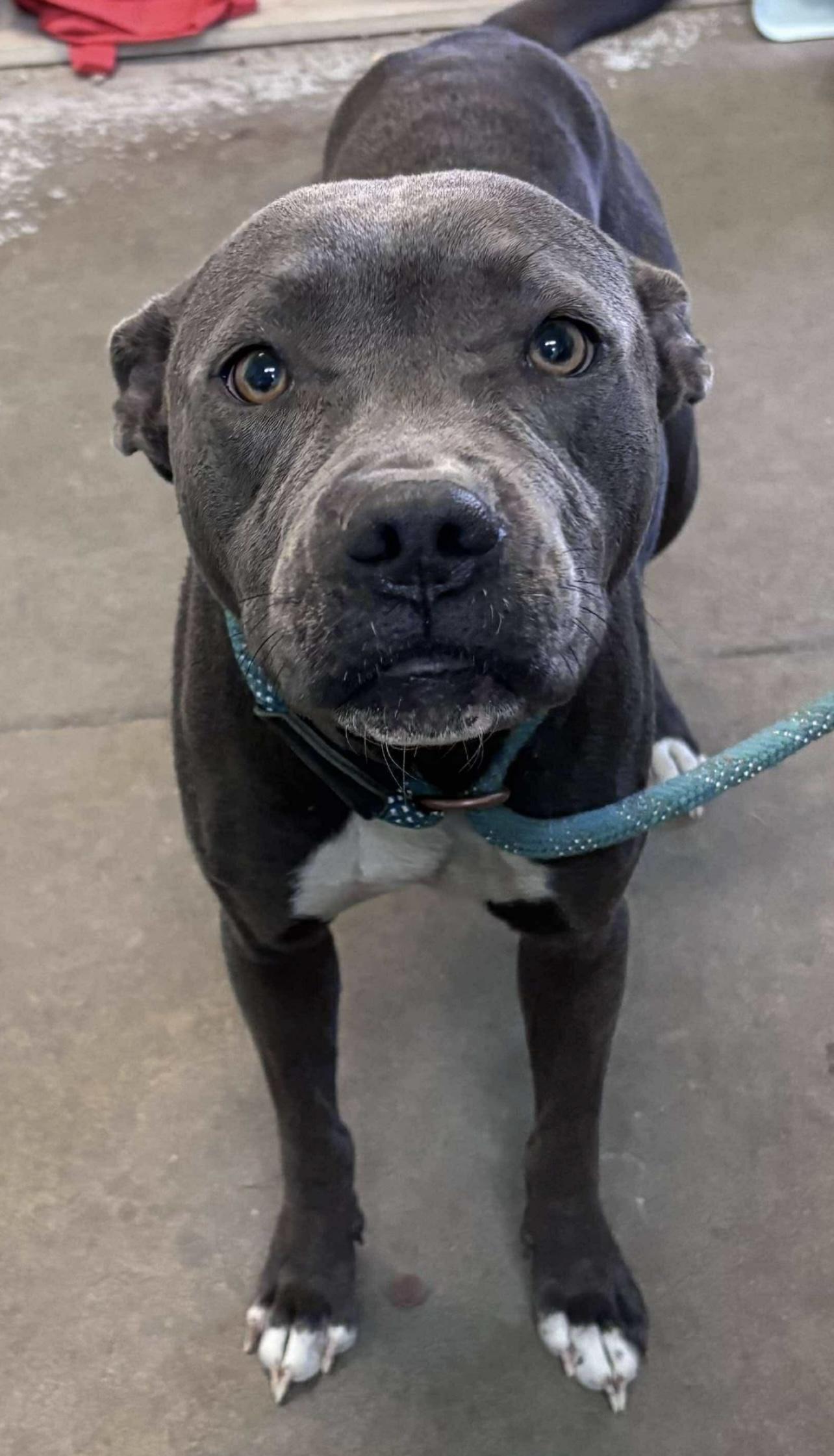 Sarabi, a Adoptable Mixed Breed in Rayne, LA image 1/3