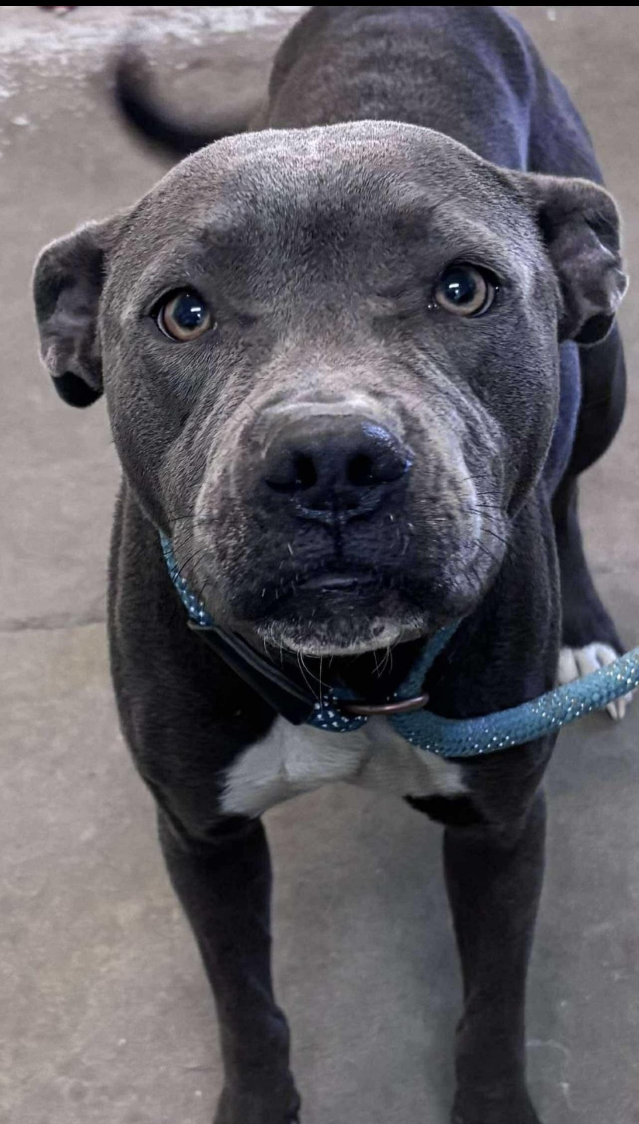 Sarabi, a Adoptable Mixed Breed in Rayne, LA image 2/3