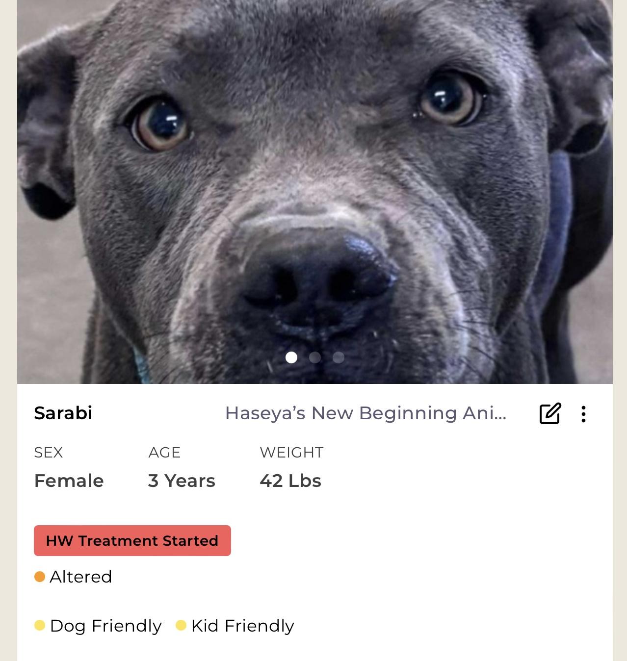 Sarabi, Adoptable, Adult Female Mixed Breed.