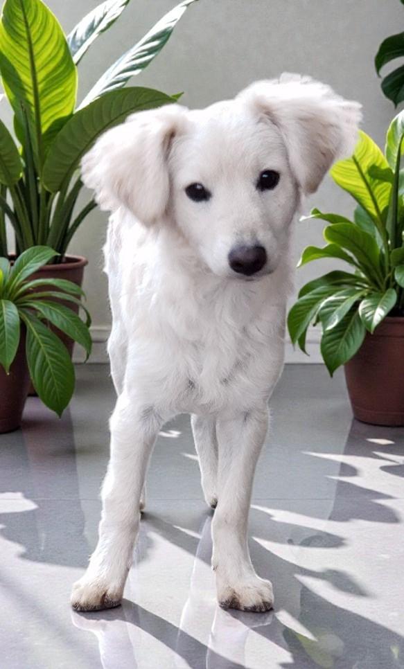 Peter , adopted, Young Male Spaniel.