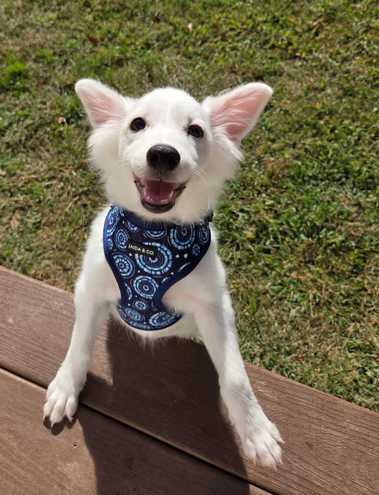 Dalia, Adoptable, Puppy Female Eskimo Dog.