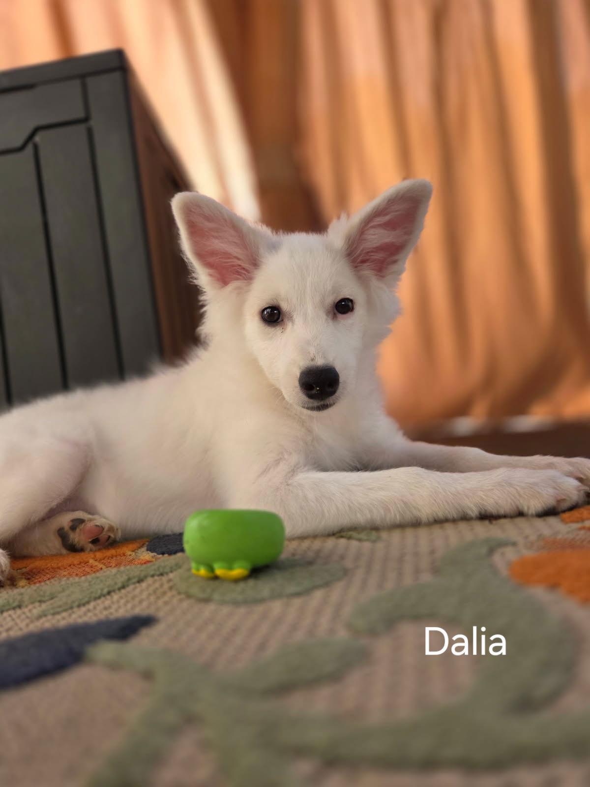 Enlarge Dalia, a Adoptable Eskimo Dog in Morganville, NJ image 2/2