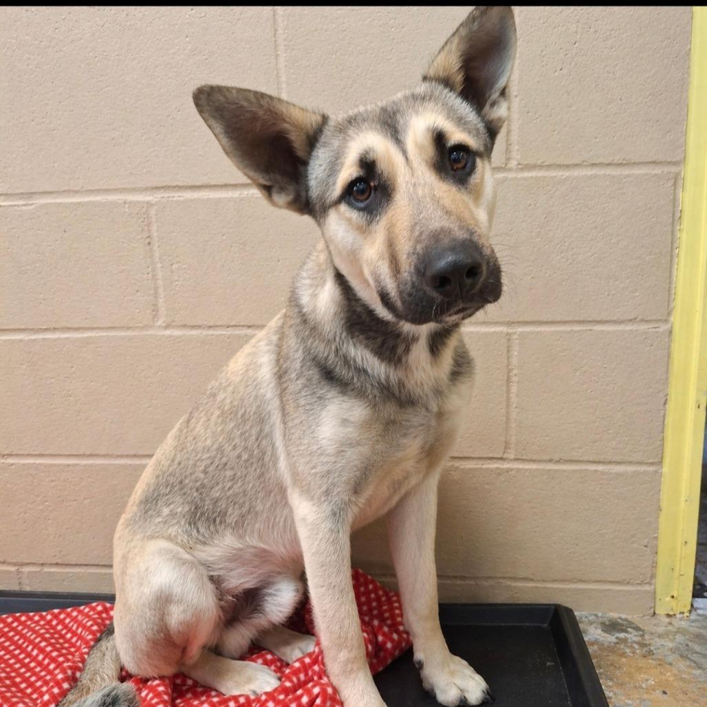 Wylie, an adopted mixed breed in Sulphur, KY image 3/6