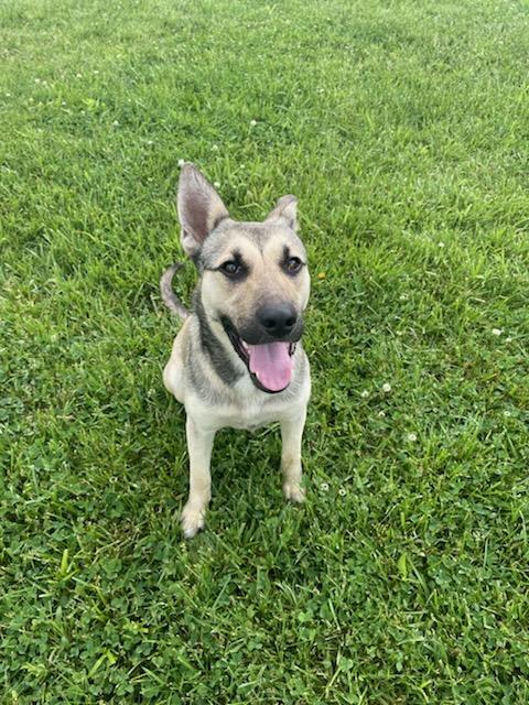 Wylie, an adopted mixed breed in Sulphur, KY image 6/6