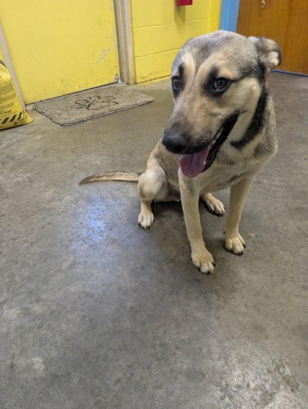 Wylie, an adopted mixed breed in Sulphur, KY image 4/6