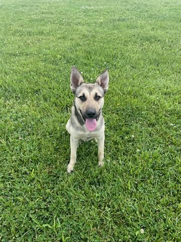 Wylie, an adopted mixed breed in Sulphur, KY image 2/6