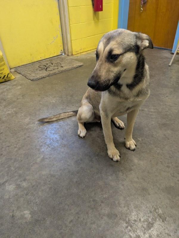 Wylie, an adopted mixed breed in Sulphur, KY image 5/6