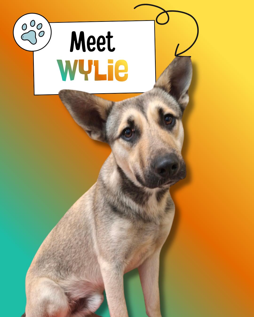 Wylie, adopted, Young Male Shepherd.