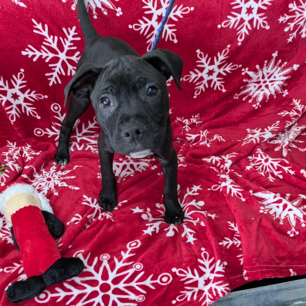 Marcutio, Adoptable, Puppy Male Labrador Retriever.