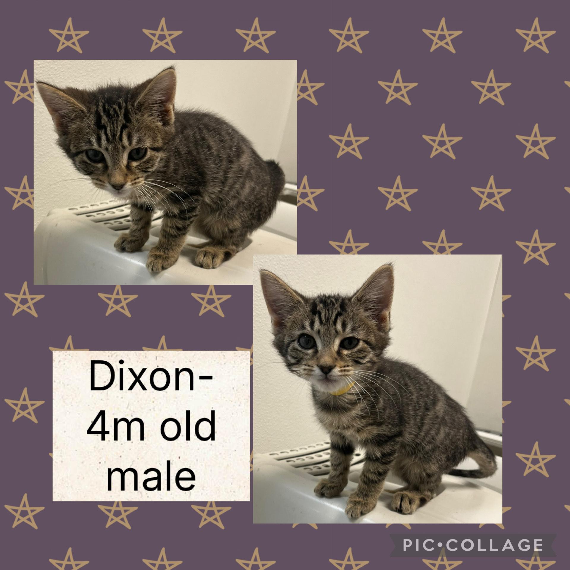 Dixon, ADOPTABLE, Young Male Domestic Short Hair.