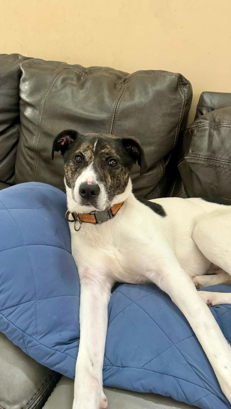 Enlarge Billy, a Adoptable mixed breed in Lyndhurst, OH image 6/6