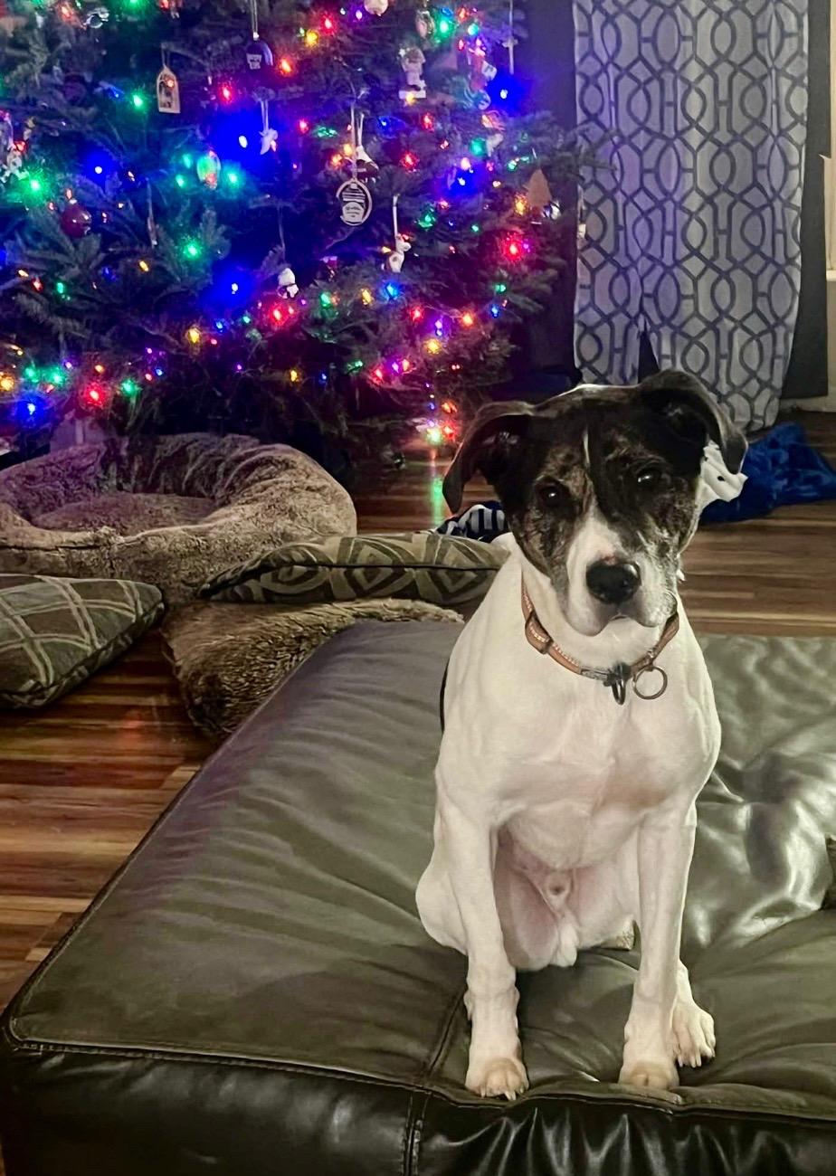 Enlarge Billy, a Adoptable mixed breed in Lyndhurst, OH image 2/6