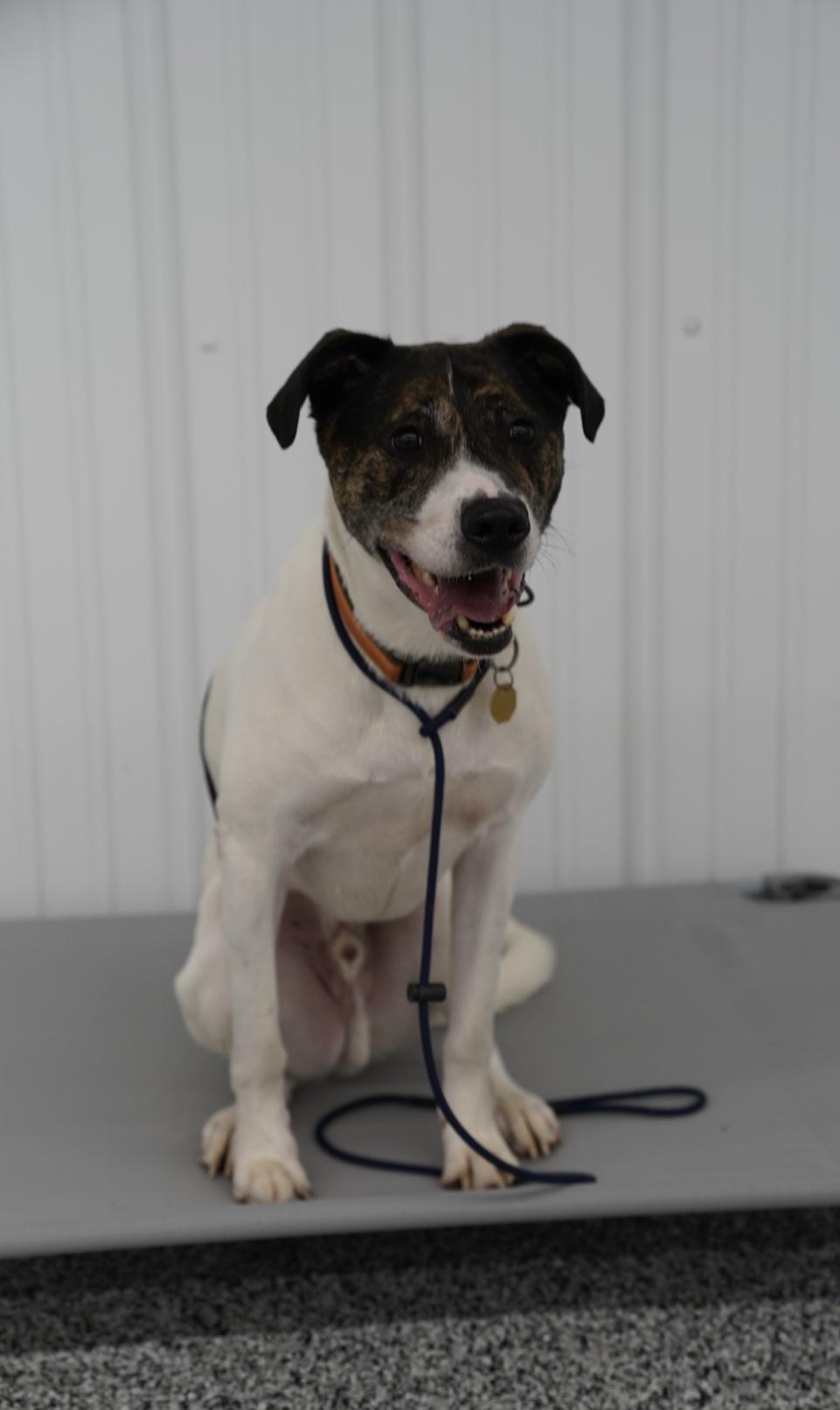 Billy, Adoptable, Adult Male Pointer & Boxer.