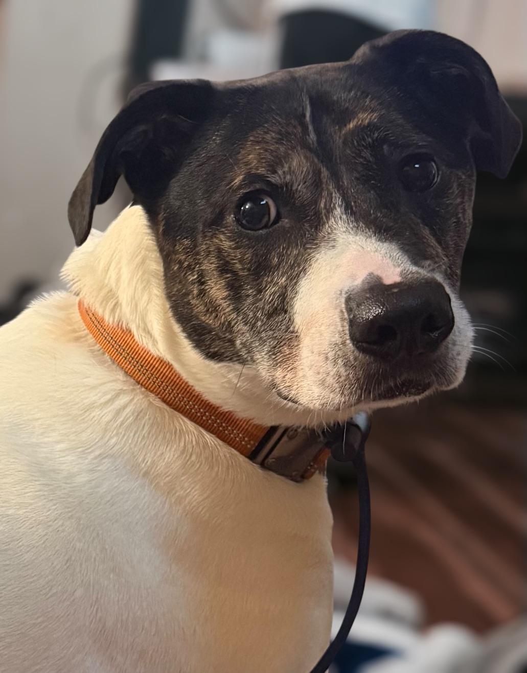 Billy, a Adoptable mixed breed image 3/5