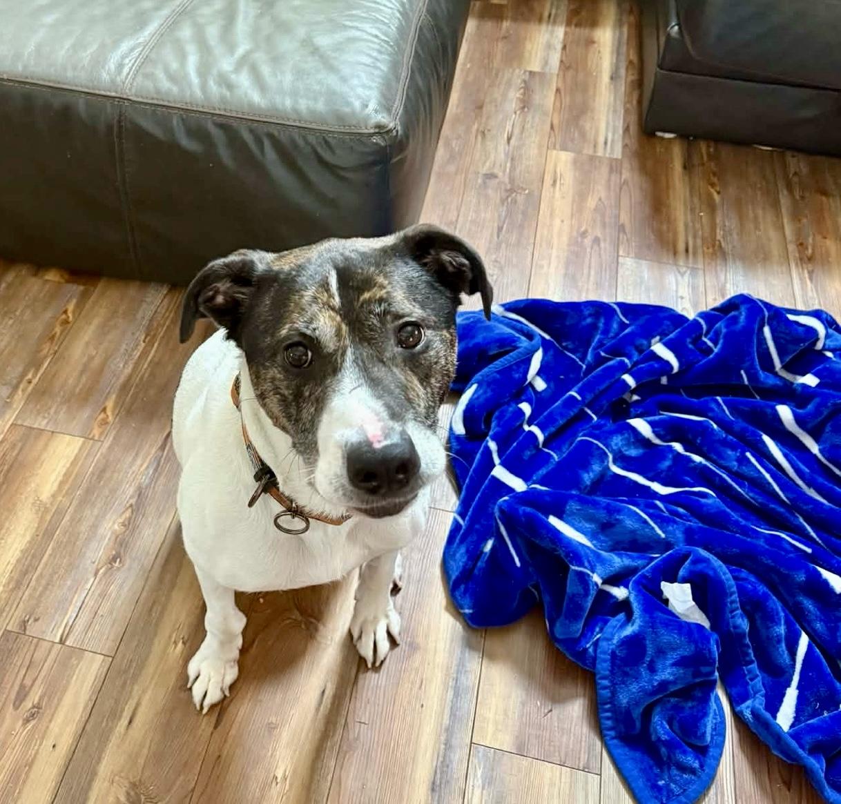 Enlarge Billy, a Adoptable mixed breed in Lyndhurst, OH image 3/6