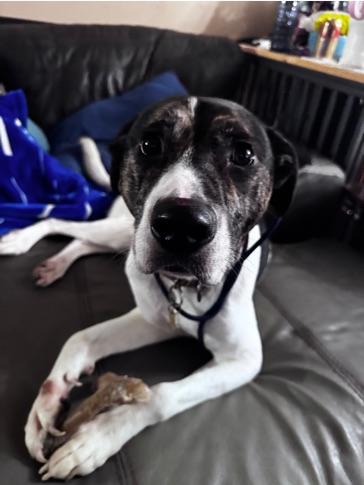 Billy, a Adoptable mixed breed image 4/5