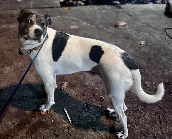 Billy, Adoptable, Adult Male Pointer & Boxer.