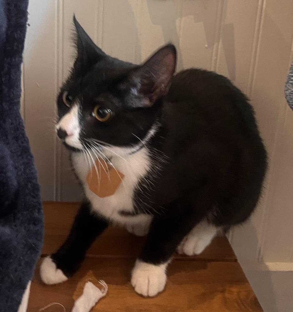 Mimi, Adoptable, Young Male Domestic Short Hair.