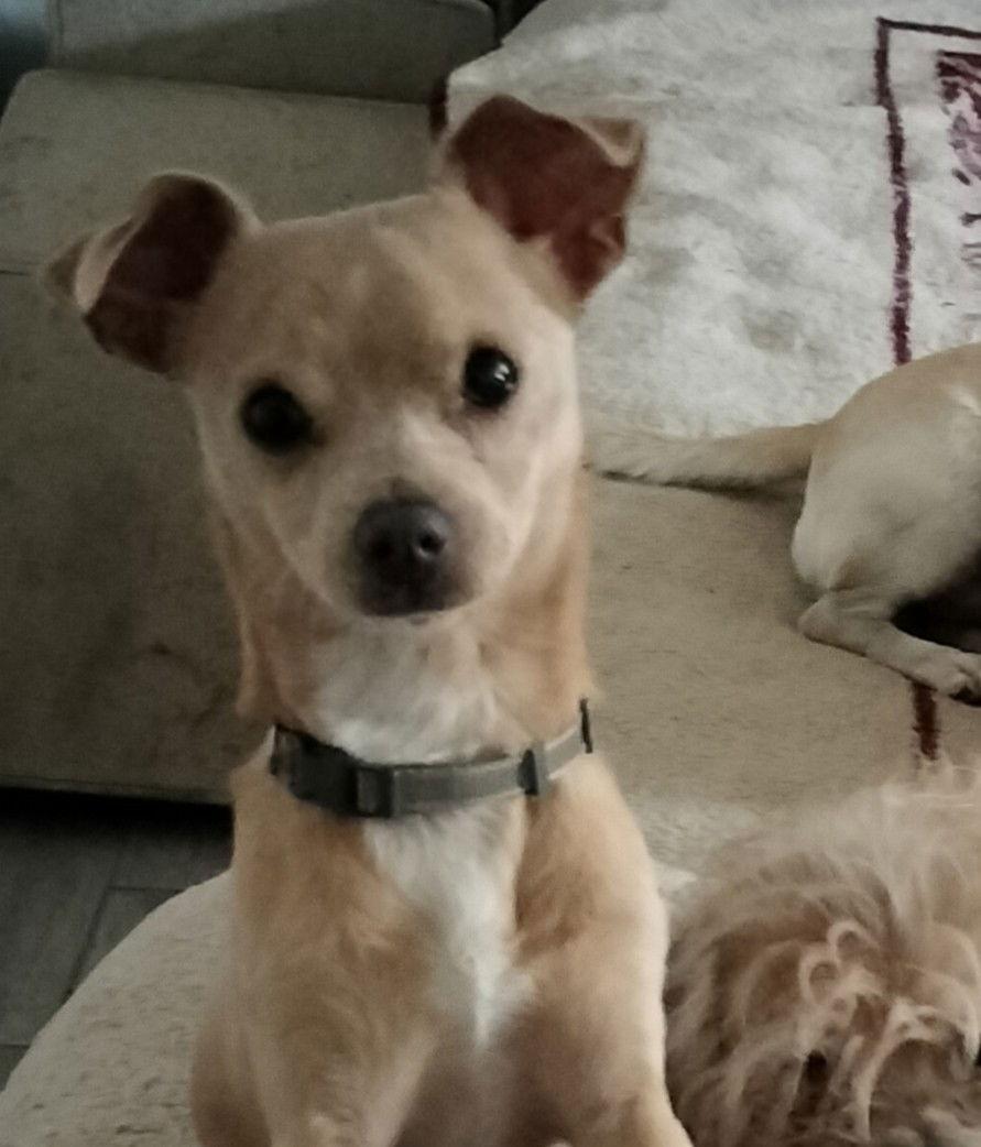 Little Man, Adoptable, Young Male Chihuahua.
