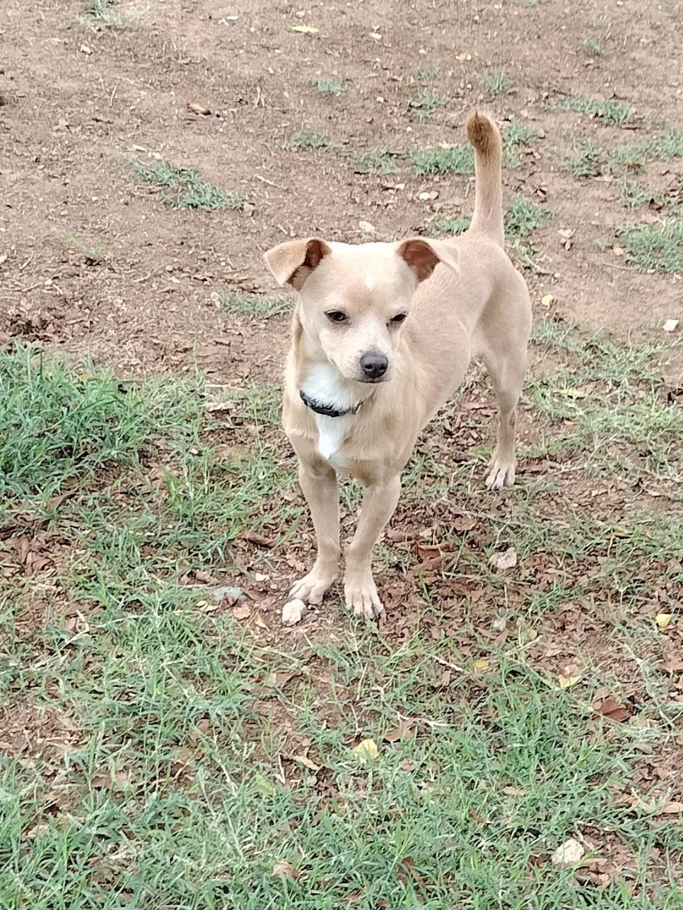 Little Man, Adoptable, Puppy Male Chihuahua.