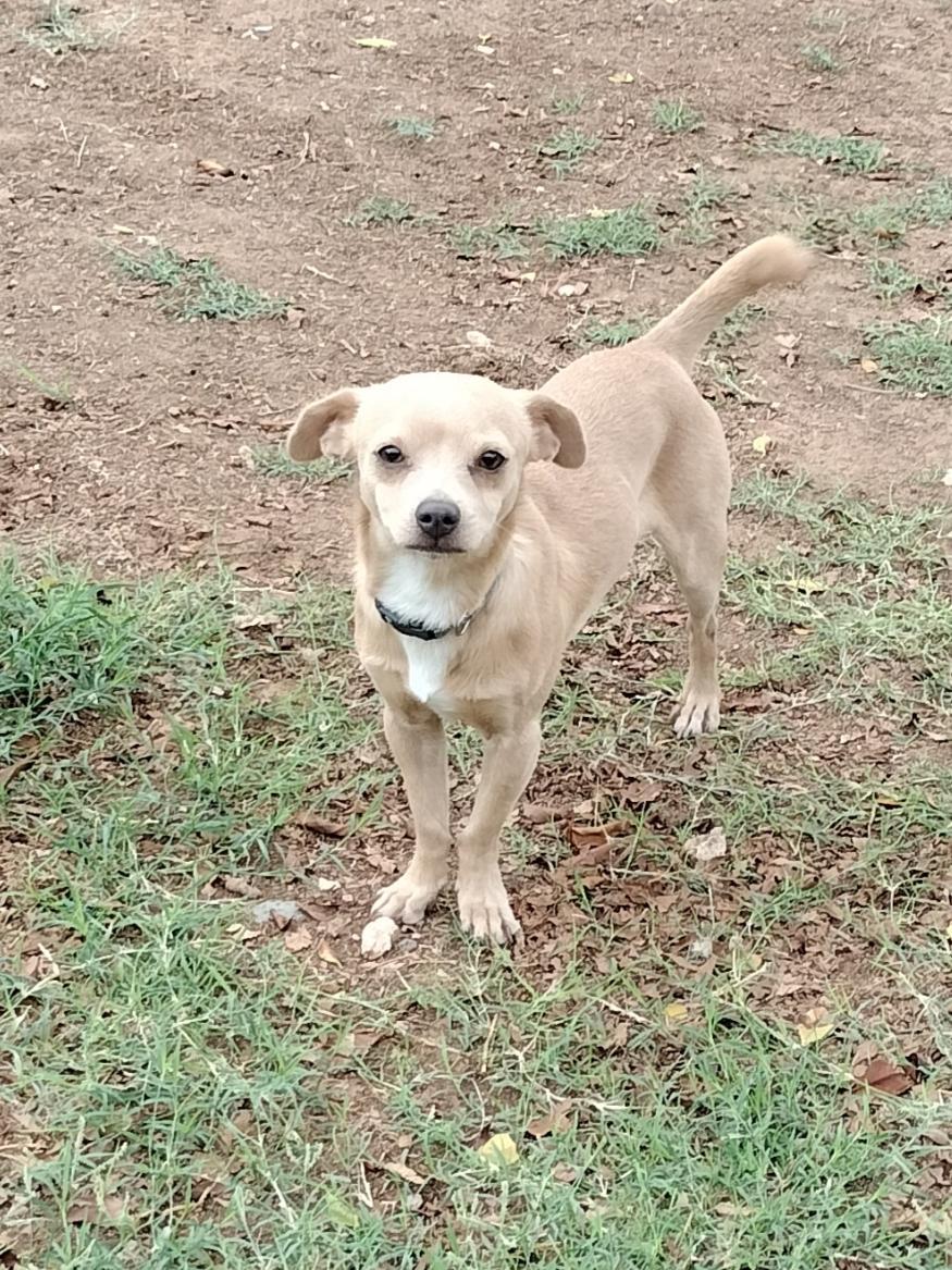 Enlarge Little Man, a Adoptable Chihuahua in Phoenix, AZ image 2/3