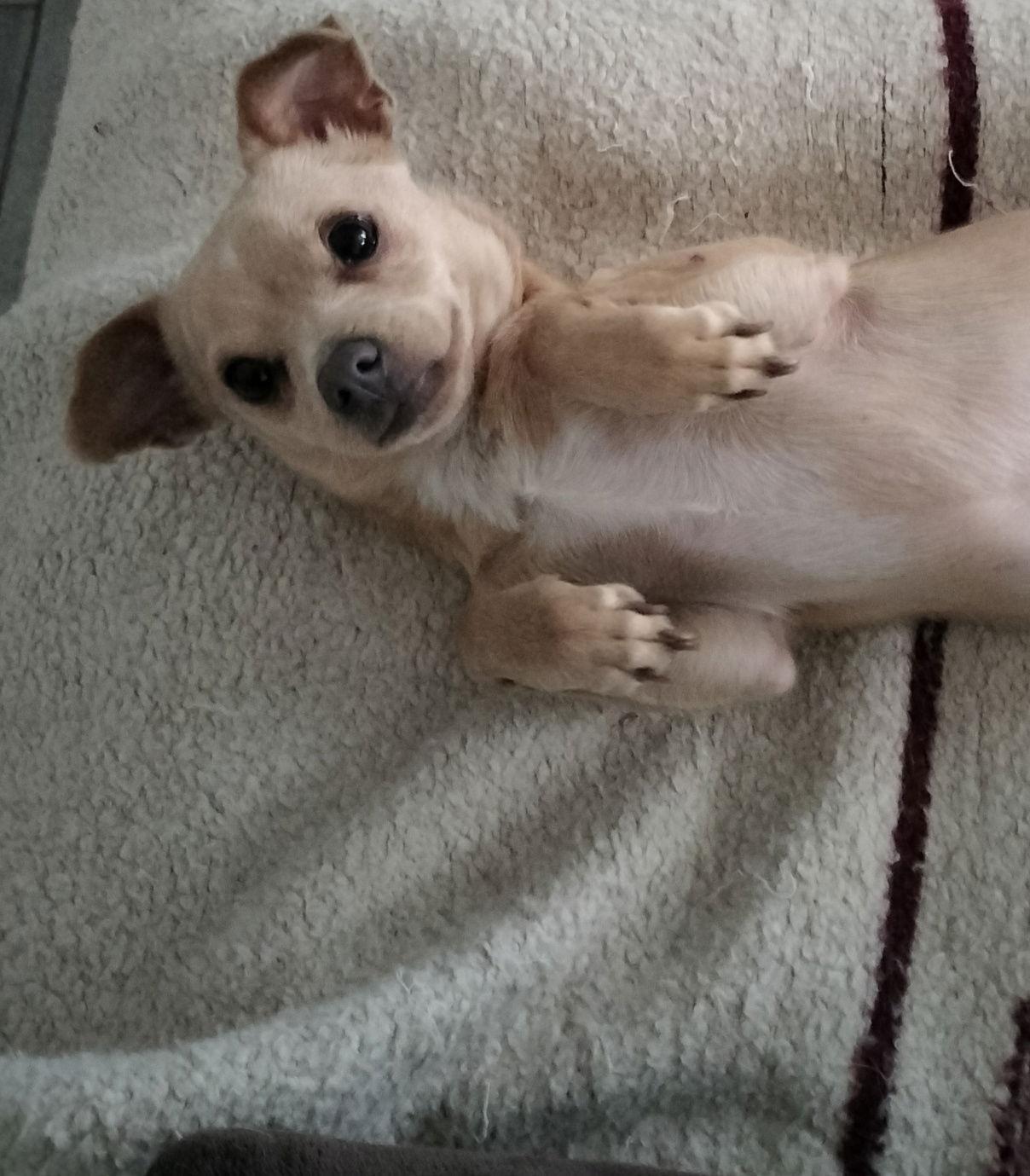 Enlarge Little Man, a Adoptable Chihuahua in Phoenix, AZ image 3/3