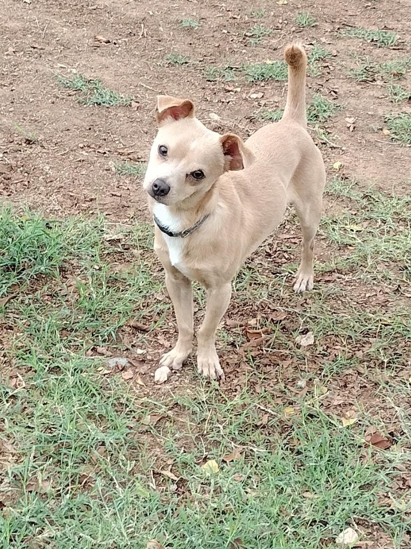 Enlarge Little Man, a Adoptable Chihuahua in Phoenix, AZ image 3/3