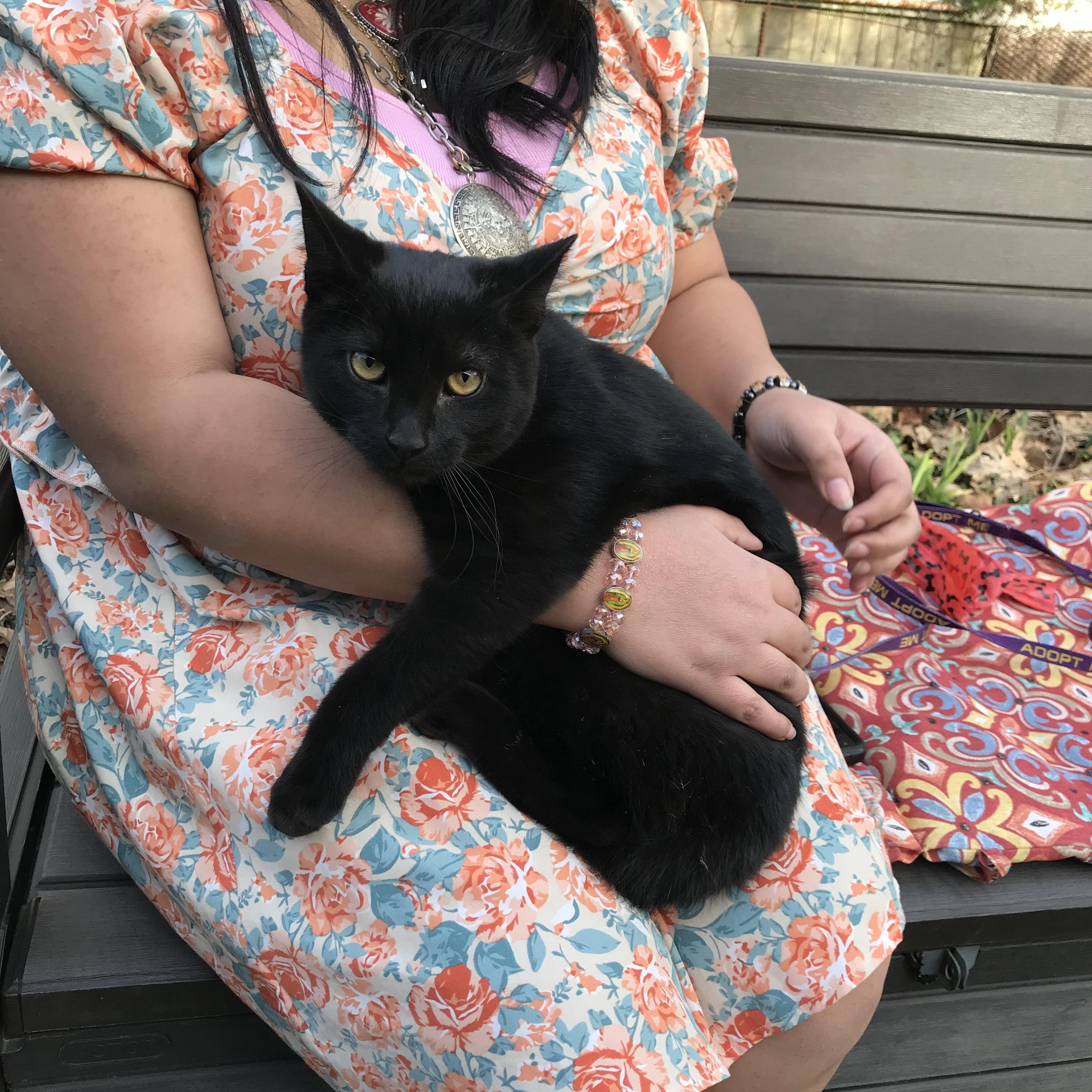 Starry Night, a Adopted American Shorthair in Memphis, TN image 2/6