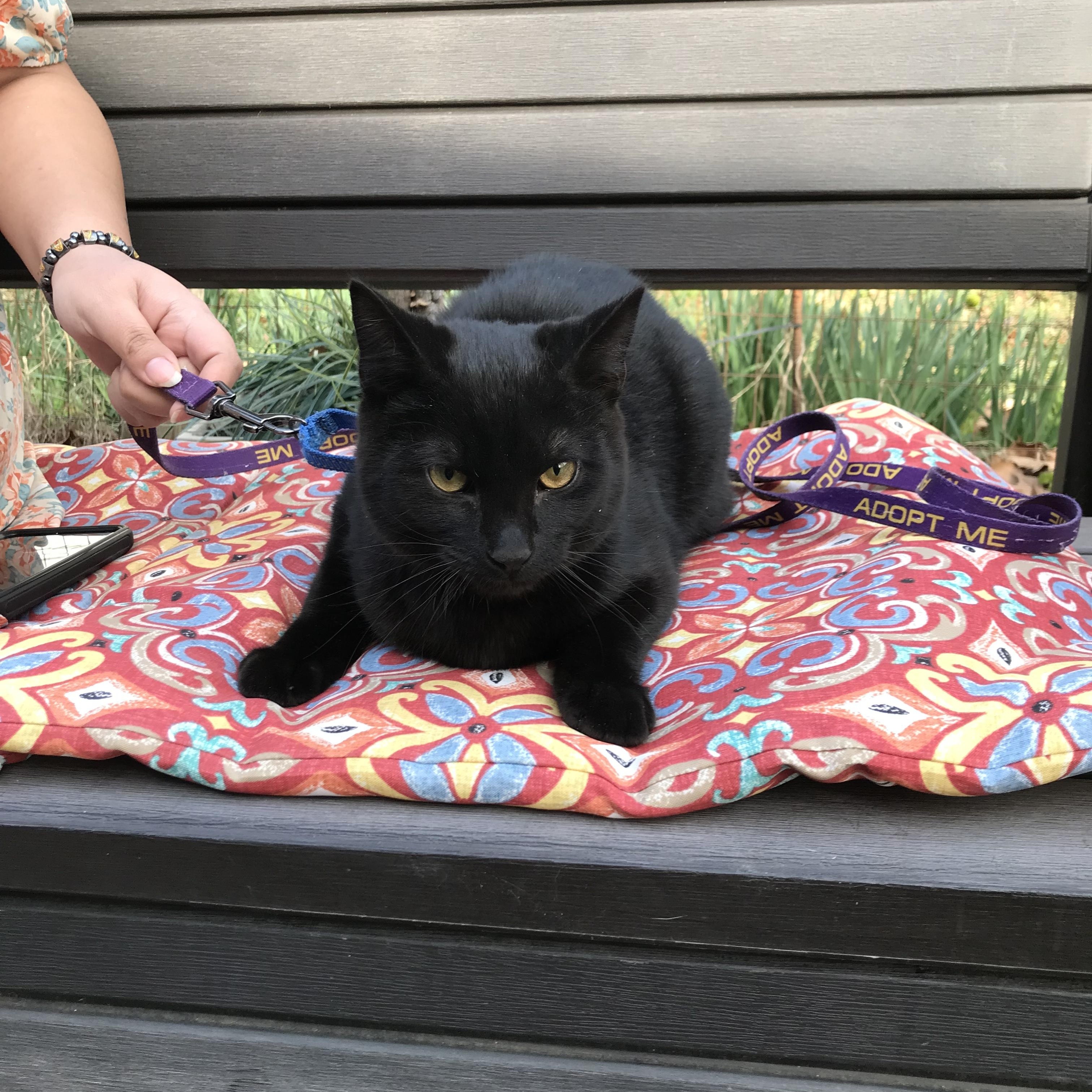 Starry Night, a Adopted American Shorthair in Memphis, TN image 3/6