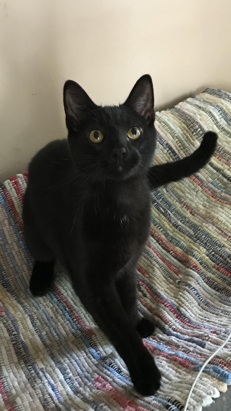 Starry Night, a Adopted American Shorthair in Memphis, TN image 1/6