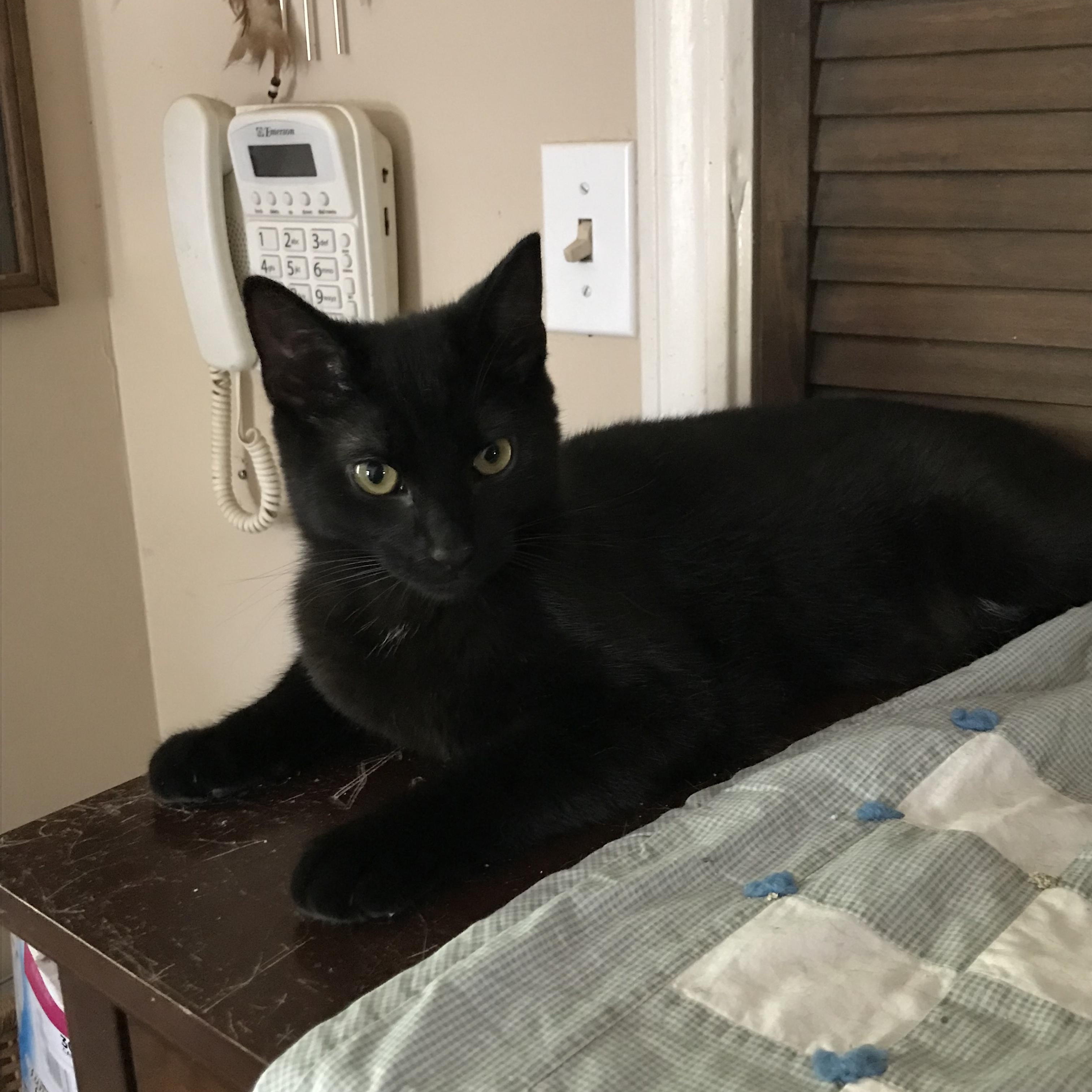 Starry Night, a Adopted American Shorthair in Memphis, TN image 4/6