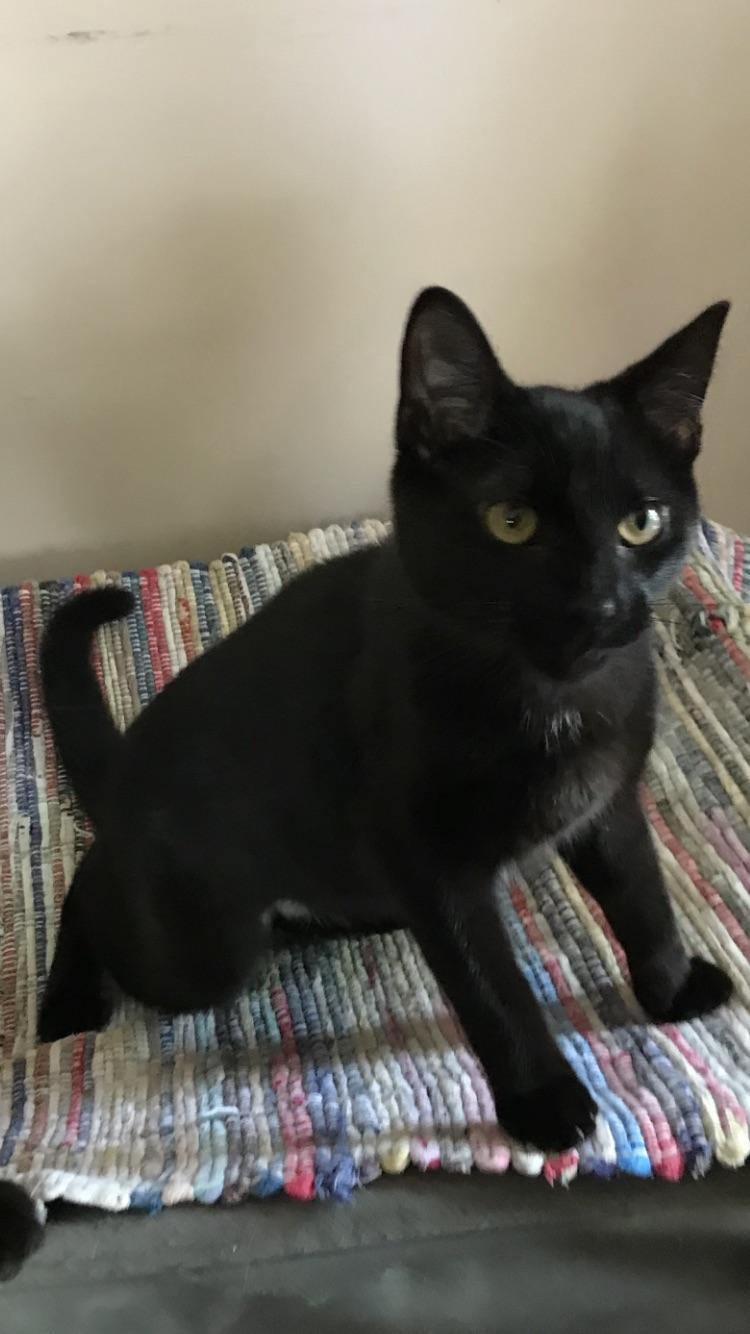 Starry Night, a Adopted American Shorthair in Memphis, TN image 5/6