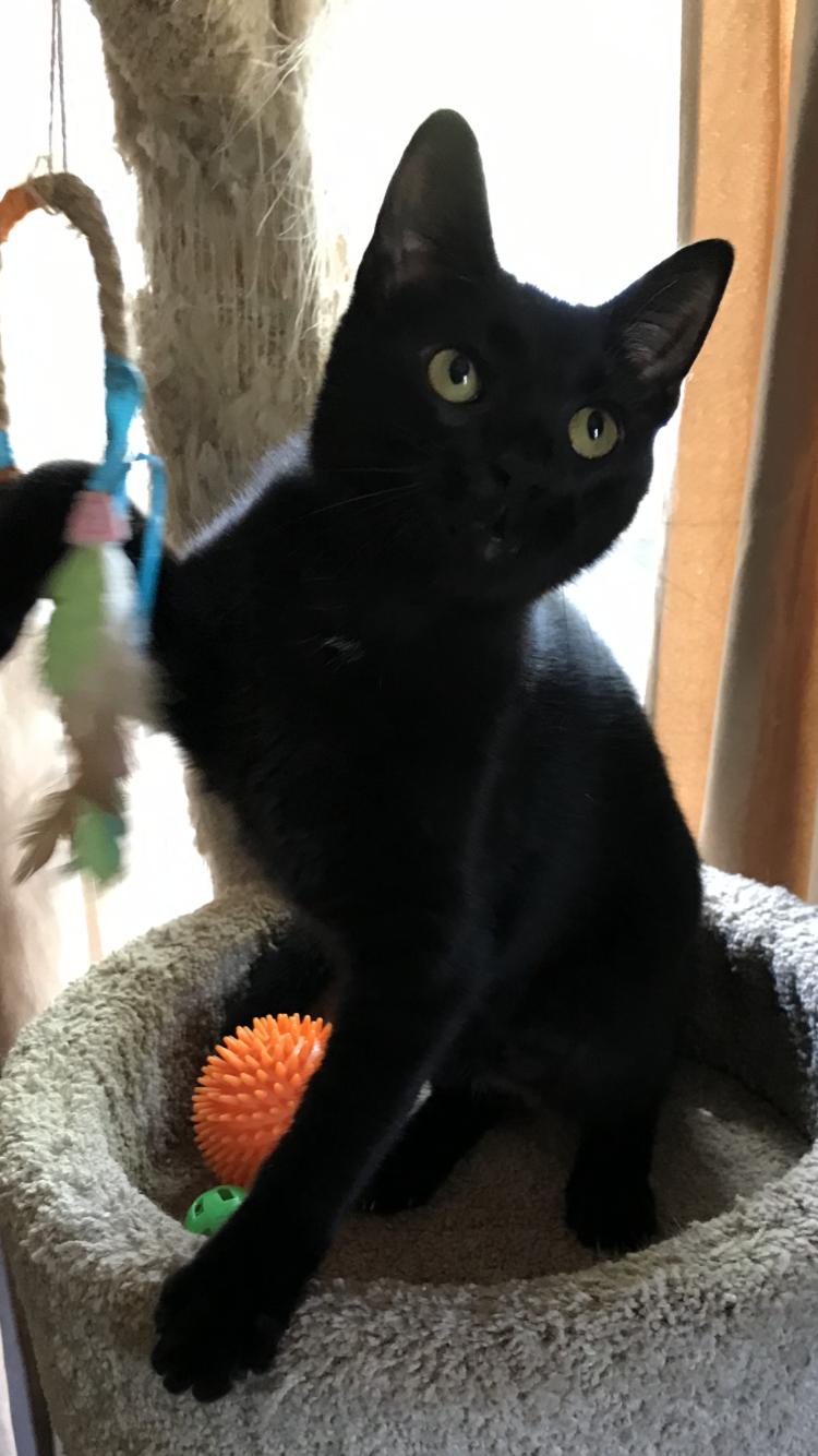 Starry Night, a Adopted American Shorthair in Memphis, TN image 6/6