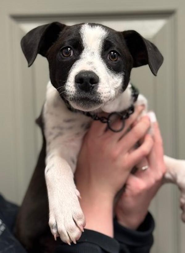Domino, Adoptable, Puppy Male Pit Bull Terrier & Border Collie.