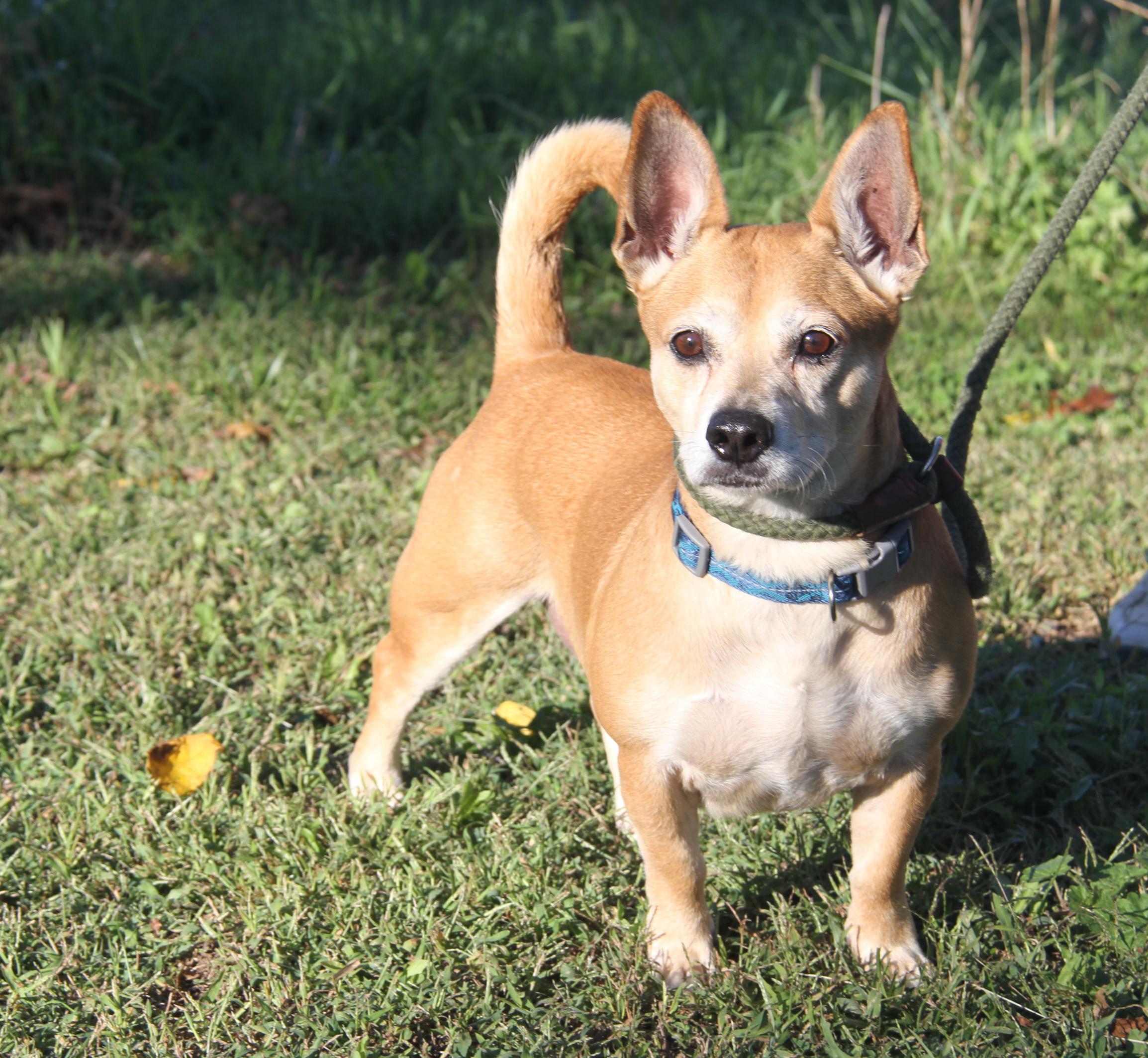 Buddy (Neutered)