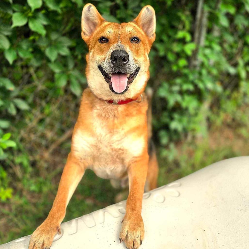 Enlarge Reagan, a Adoptable mixed breed in Portland, OR image 4/6