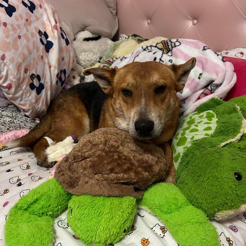 Enlarge Reagan, a Adoptable mixed breed in Portland, OR image 2/6