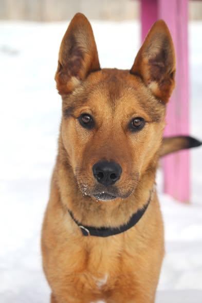 Enlarge Gunner, an adopted mixed breed in Hayward, WI image 1/2