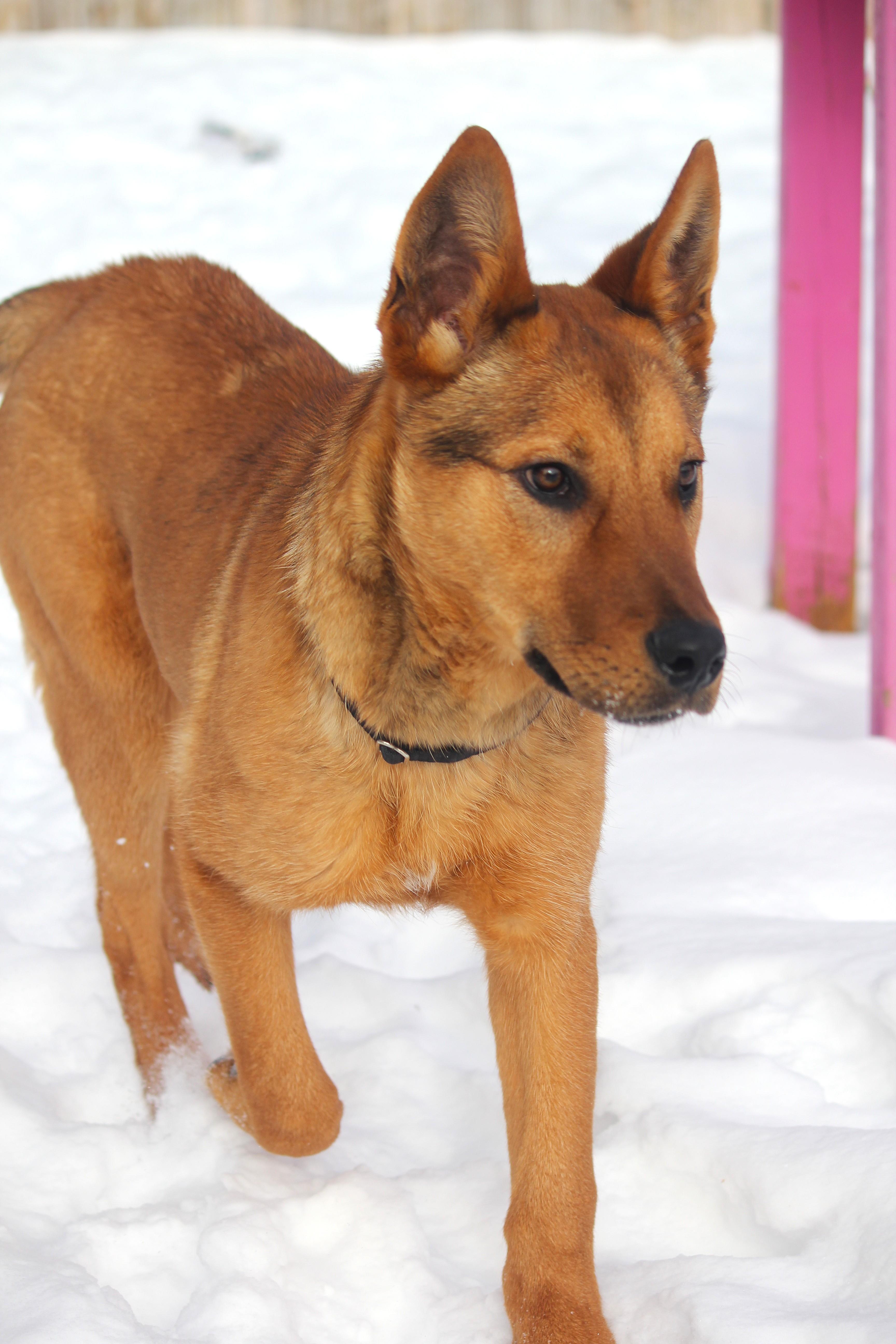 Enlarge Gunner, an adopted mixed breed in Hayward, WI image 2/2