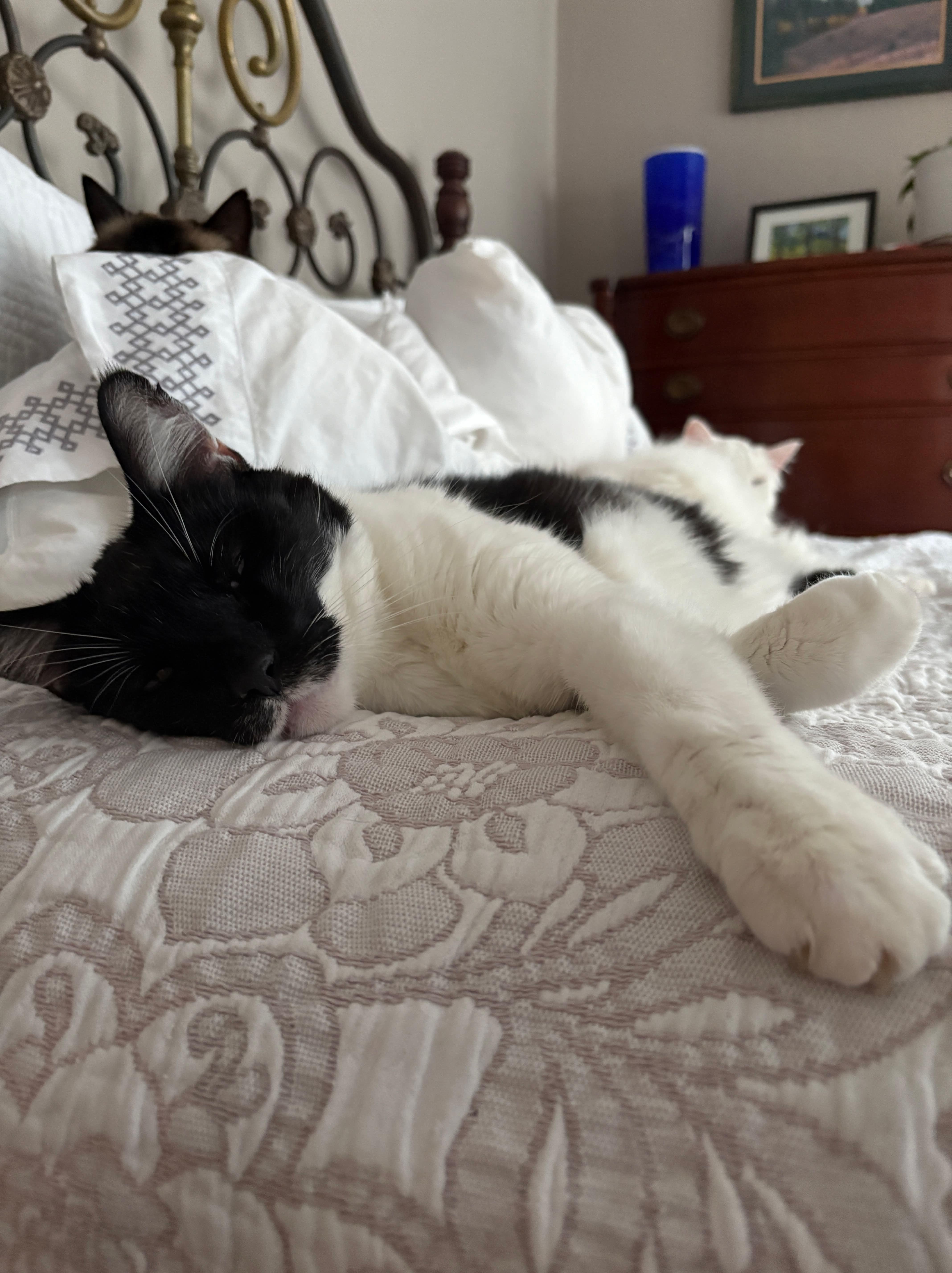 Batman, a ADOPTABLE Domestic Short Hair in La Grande, OR image 2/3