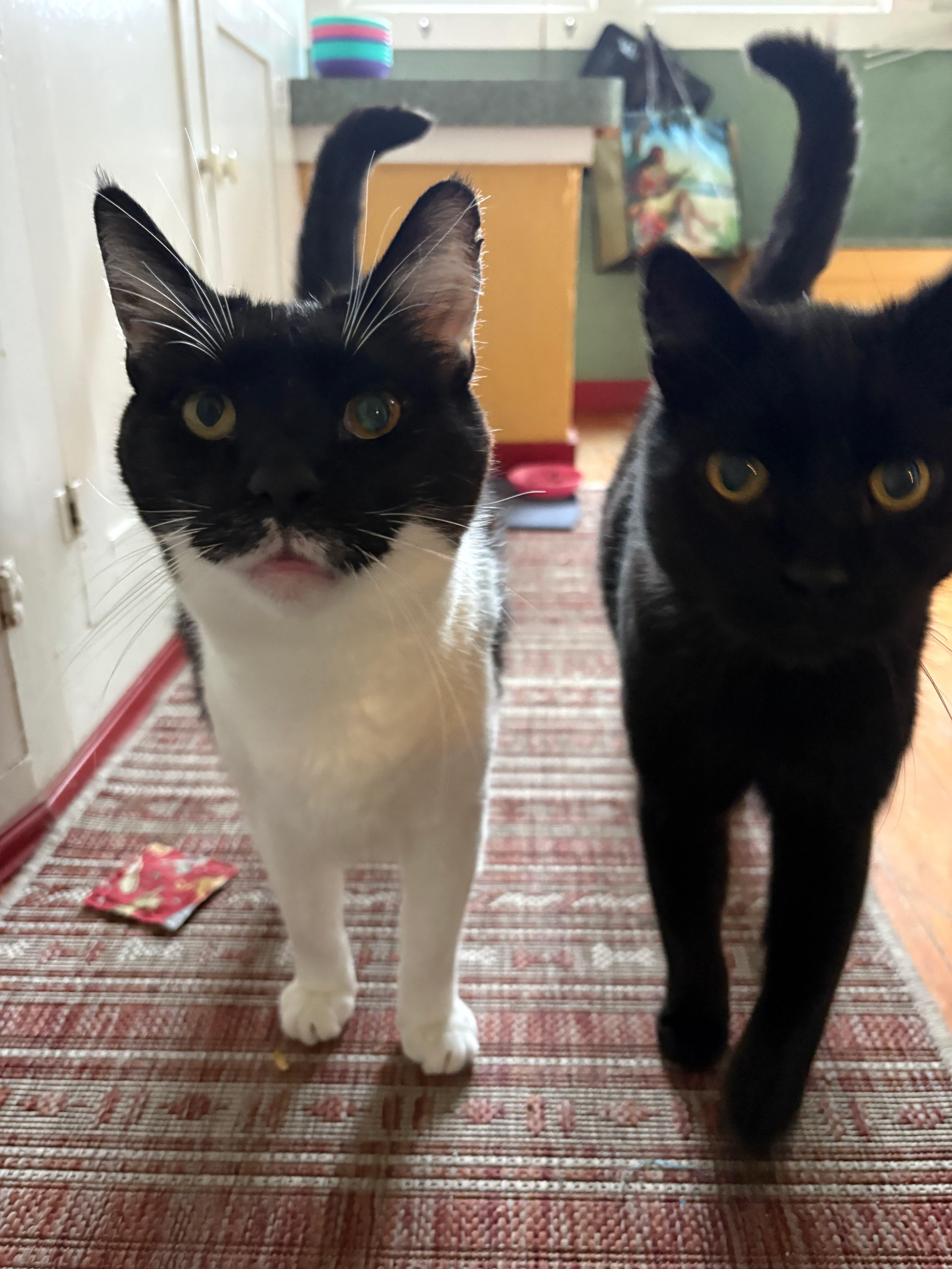 Batman, a ADOPTABLE Domestic Short Hair in La Grande, OR image 3/3