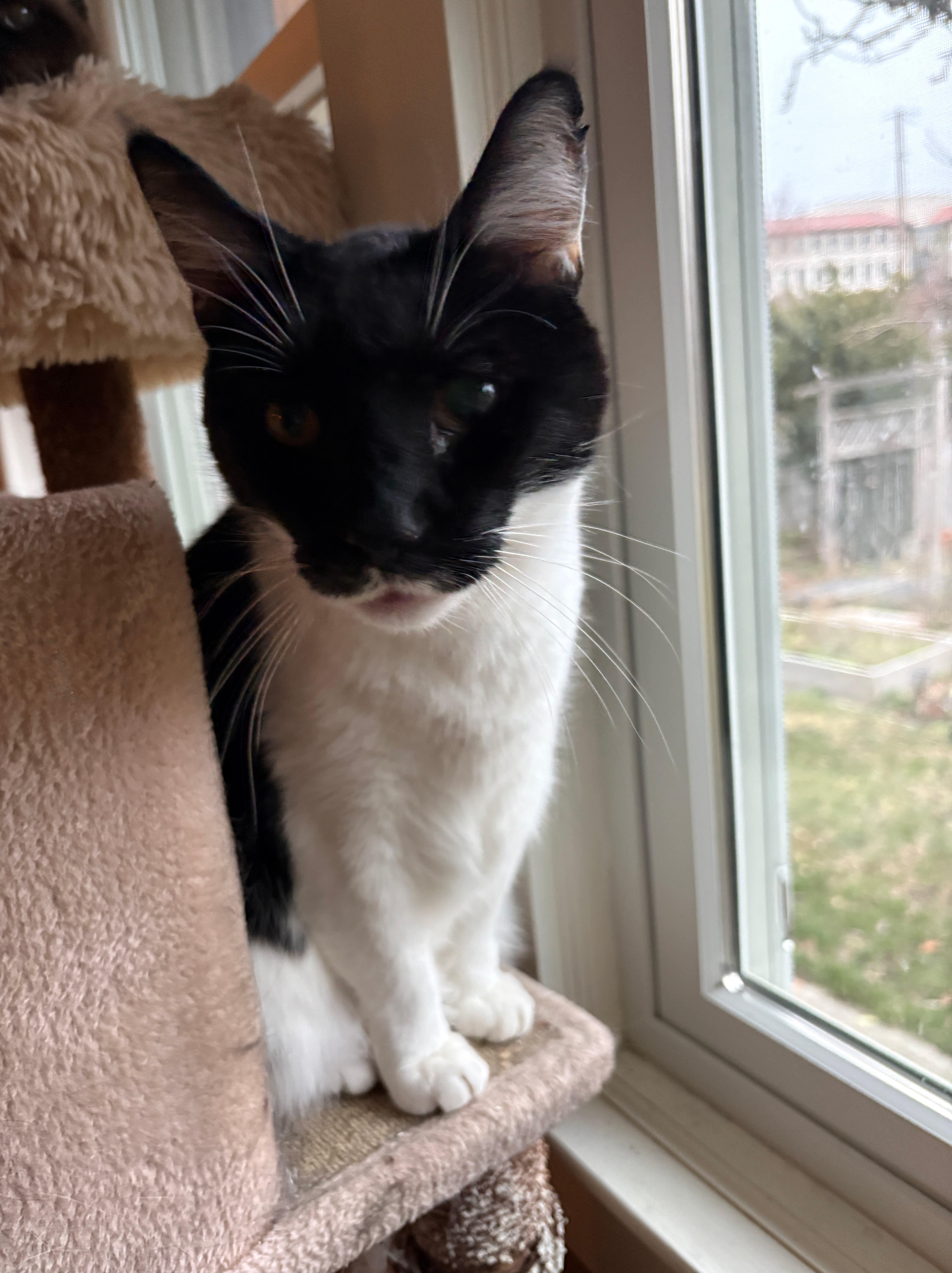 Batman, a ADOPTABLE Domestic Short Hair in La Grande, OR image 1/3