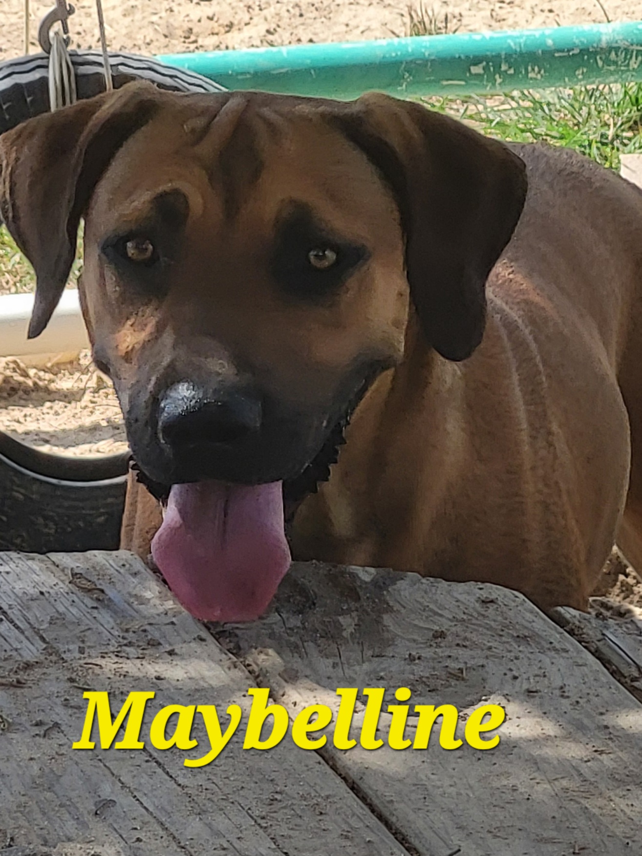 Maybelline, a Adoptable Mixed Breed in Mexia, TX image 1/2